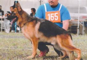 シェパード & ラブラドール専門犬舎 Super-dogs