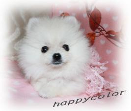 happycolor【はぴから】