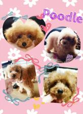 peanuts family