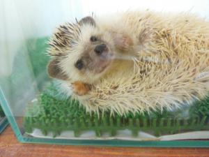 Riccio*リッチョ-アヒルとハリネズミ生活-