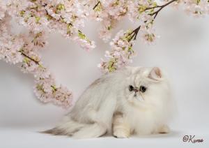 Cattery PETITANGE