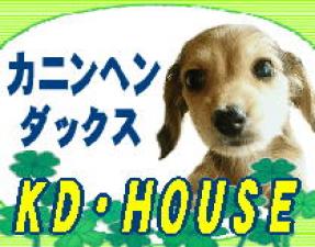 カニンヘンダックス専門ブリーダーKD・HOUSE