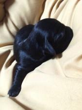 ミニチュアダックスフンド