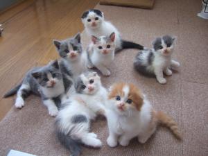 HotCat Ibu