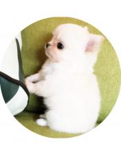ans犬舎