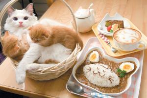 猫の手