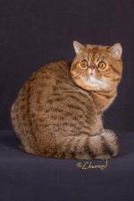 Cattery ATTRACTIVE