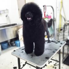 ミディアムプードル×ポーチュギーズウォータードッグの子犬ポーティドゥードルの販売情報 DOGSALONMAUドッグサロンマウ