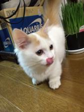 cat'sworld
