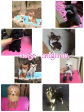ange mignon