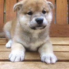 柴犬