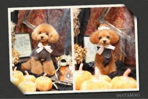 ドックハウス、U^ェ^U、AliceFamily