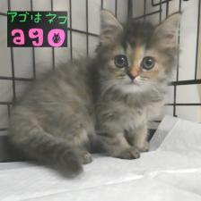 ミヌエット(旧ナポレオン)