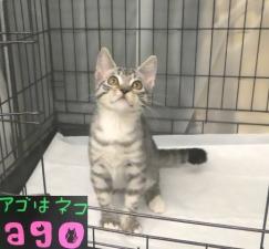 アメリカンショートヘアー