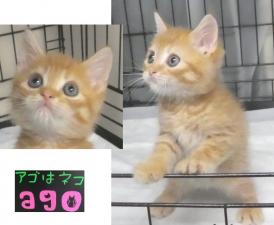 スコティッシュフォールド