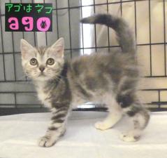 アメリカンショートヘアー