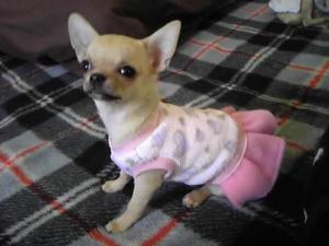 DEKOPPACHI ANGEL KENNEL
