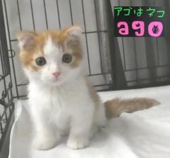 マンチカン