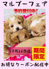 株式会社 ぷっちんDOG'S