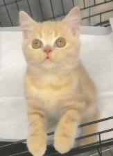 ブリティッシュショートヘア