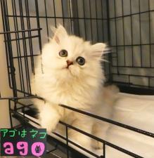 ペルシャ・ヒマラヤン