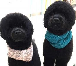 ミディアムプードル×ポーチュギーズウォータードッグの子犬ポーティドゥードルの販売情報 DOGSALONMAUドッグサロンマウ
