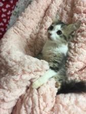 ラムキン