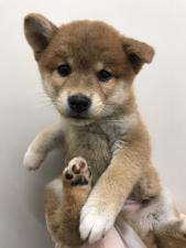 柴犬