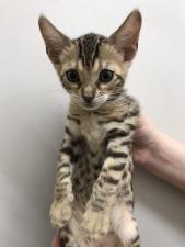 ベンガル