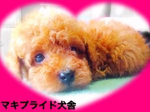 マキプライド犬舎