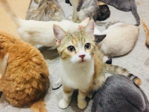 ラムキン