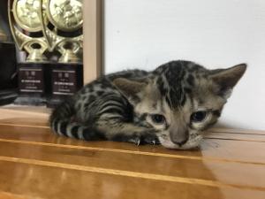 ベンガル