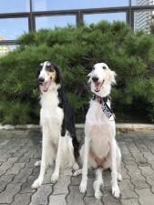 タータリアンアスター犬舎