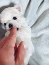 マルチーズ