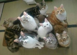 猫カフェ 猫日和