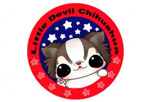 チワワ専門犬舎 Little.Devil.Chihuahua