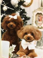 ドックハウス、U^ェ^U、AliceFamily