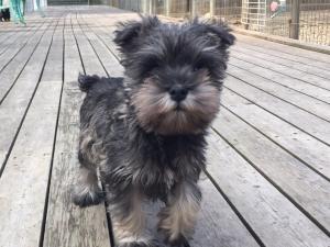 ミニチュアシュナウザー