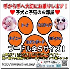 子犬と子猫のお部屋|ペットショップ&ブリーダー