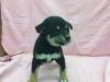 柴犬