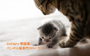 ベンガル猫専門ブリーダー Cattery 夢猫庵