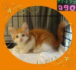 ノルウェジアンフォレストキャット