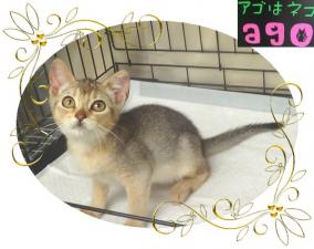 アビシニアン
