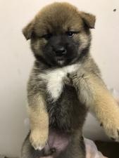 柴犬
