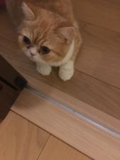 ペットショップパートナー