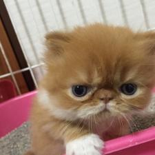 cattery.angelica