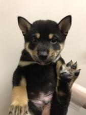 柴犬