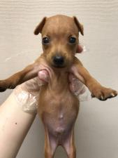 ミニチュアピンシャー
