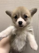 ウェルシュコーギーペンブローク