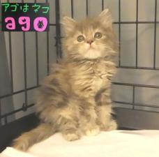 スコティッシュフォールド